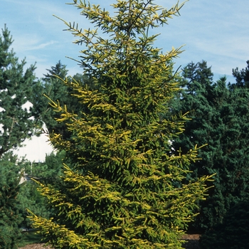 Picea orientalis 'Skylands' (035075)