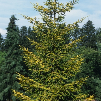 Picea orientalis 'Skylands' (035076)