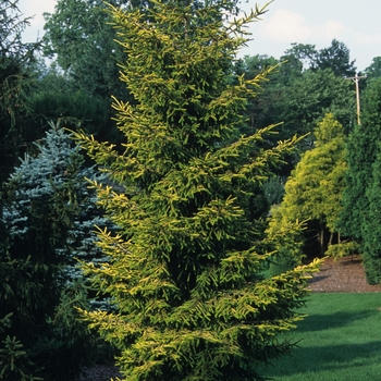 Picea orientalis 'Skylands' (035077)