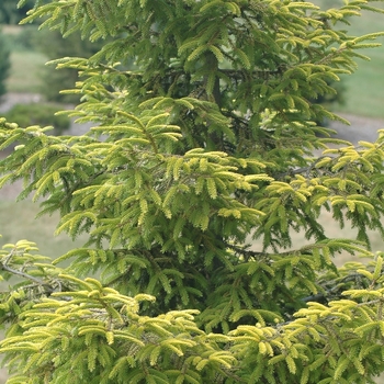 Picea orientalis 'Skylands' (035080)
