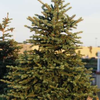Picea pungens '' (035082)