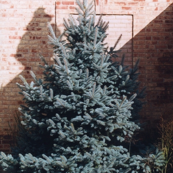Picea pungens '' (035084)
