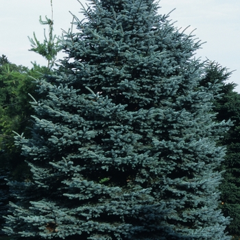 Picea pungens 'Fat Albert' (035087)