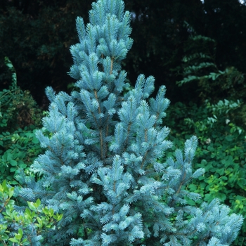 Picea pungens 'Iseli Fastigiate' (035104)