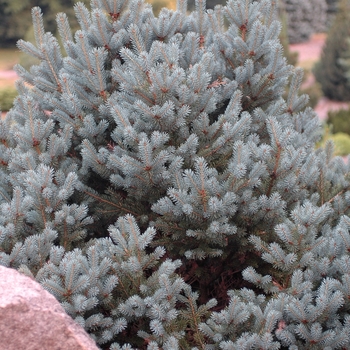 Picea koraiensis 'Jack Corbit' (035106)