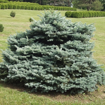Picea pungens 'Montgomery' (035108)