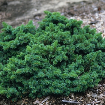 Picea pungens 'Mrs. Cesarini' (035109)