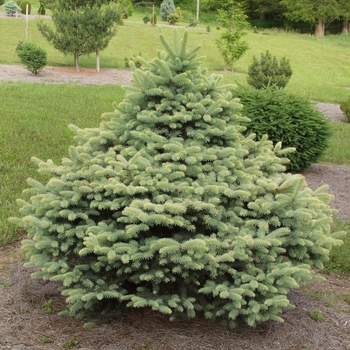 Picea pungens 'Walnut Glen' (035117)