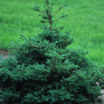 Picea rubens 'Pocono' (035118)