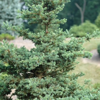 Picea rubens 'Pocono' (035119)
