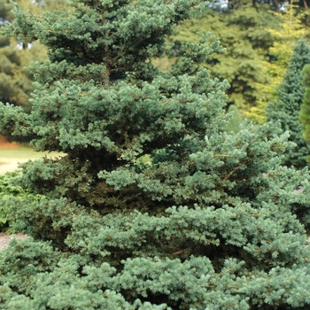Picea rubens 'Pocono' (035120)