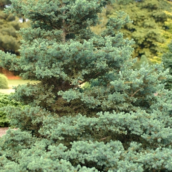 Picea rubens 'Pocono' (035121)