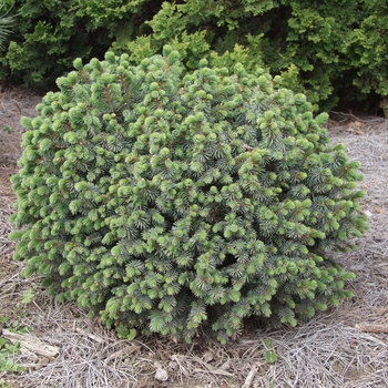 Picea sitchensis 'Papoose' (035122)