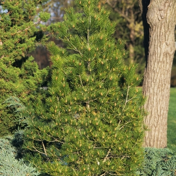 Pinus bungeana '' (035148)