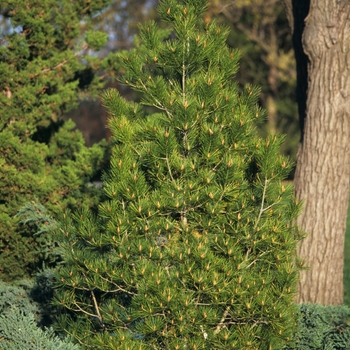 Pinus bungeana '' (035149)