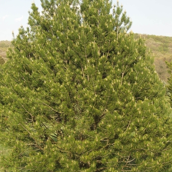 Pinus bungeana '' (035150)