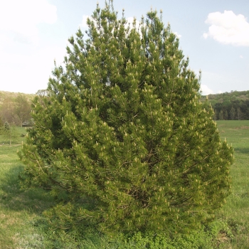 Pinus bungeana '' (035151)