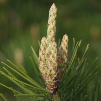 Pinus bungeana '' (035152)