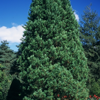 Pinus cembra '' (035154)