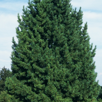 Pinus cembra '' (035155)