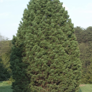 Pinus cembra '' (035156)