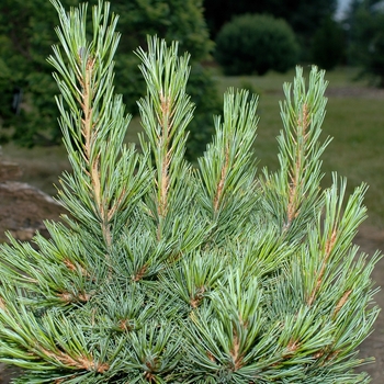 Pinus cembra 'Chalet' (035158)