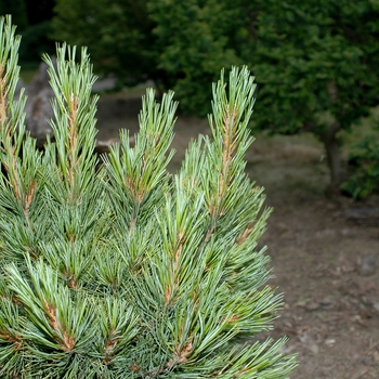 Pinus cembra 'Chalet' (035159)