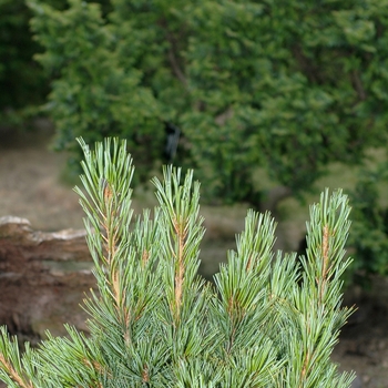 Pinus cembra 'Chalet' (035160)