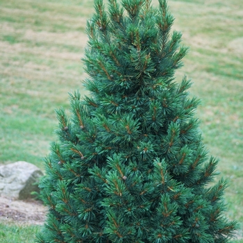 Pinus cembra 'Compacta' (035161)