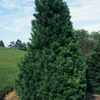 Pinus cembra 'Compacta' (035163)