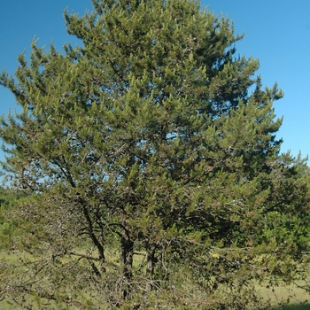 Pinus contorta var. latifolia '' (035171)