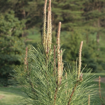 Pinus koraiensis 'Oculus Draconis' (035187)