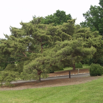 Pinus koraiensis 'Oculus Draconis' (035188)