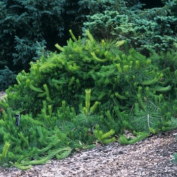 Pinus densiflora 'Pendula' (035190)