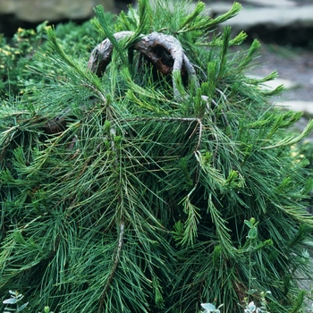 Pinus densiflora 'Pendula' (035191)