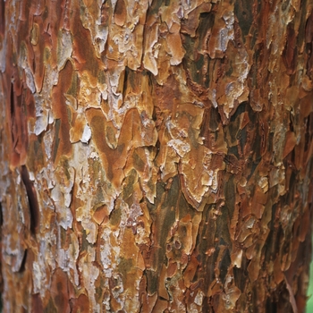 Pinus densiflora 'Umbraculifera (Tanyosho)' (035193)