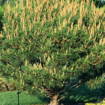 Pinus densiflora 'Umbraculifera (Tanyosho)' (035194)