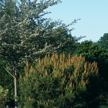 Pinus densiflora 'Umbraculifera (Tanyosho)' (035196)