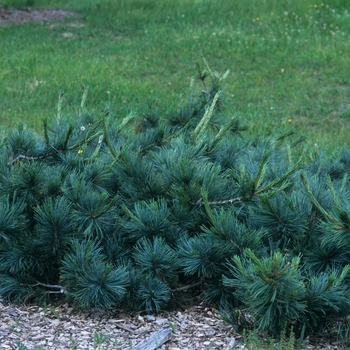 Pinus flexilis 'Glauca Pendula' (035205)