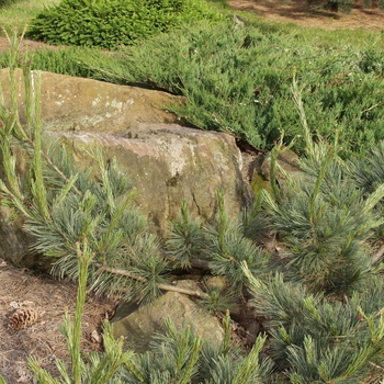 Pinus flexilis 'Glauca Pendula' (035206)