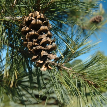 Pinus flexilis 'Glenmore Dwarf' (035207)