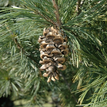 Pinus flexilis 'Glenmore Dwarf' (035208)