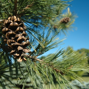 Pinus flexilis 'Glenmore Dwarf' (035209)