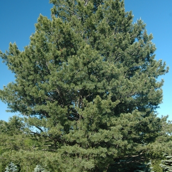 Pinus flexilis 'Glenmore Dwarf' (035210)
