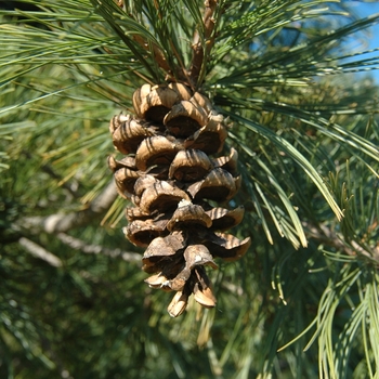 Pinus flexilis 'Glenmore Dwarf' (035211)