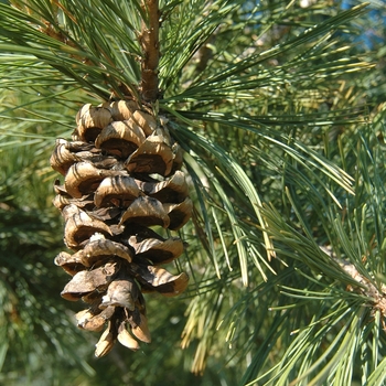 Pinus flexilis 'Glenmore Dwarf' (035212)