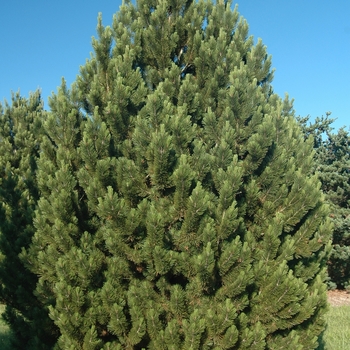 Pinus heldreichii var. leucodermis '' (035217)