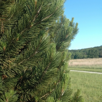 Pinus heldreichii var. leucodermis '' (035218)
