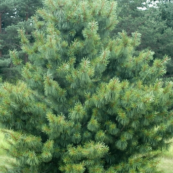 Pinus koraiensis 'Oculus Draconis' (035220)