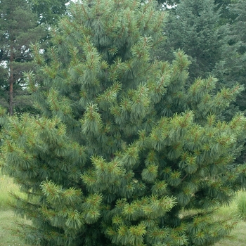 Pinus koraiensis 'Oculus Draconis' (035221)